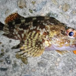 夏のロックフィッシュゲーム